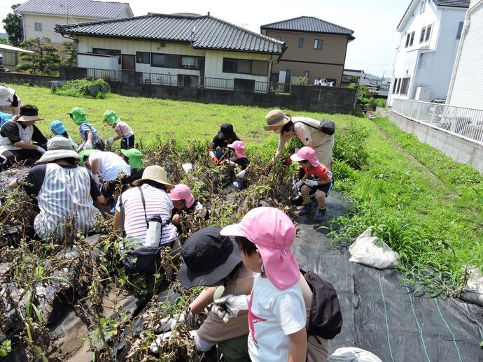 保護者と一緒にじゃがいも掘りをしている写真