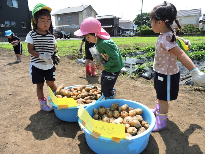 メークインと男爵に分けている写真