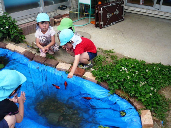 金魚に仲良く餌をあげている写真