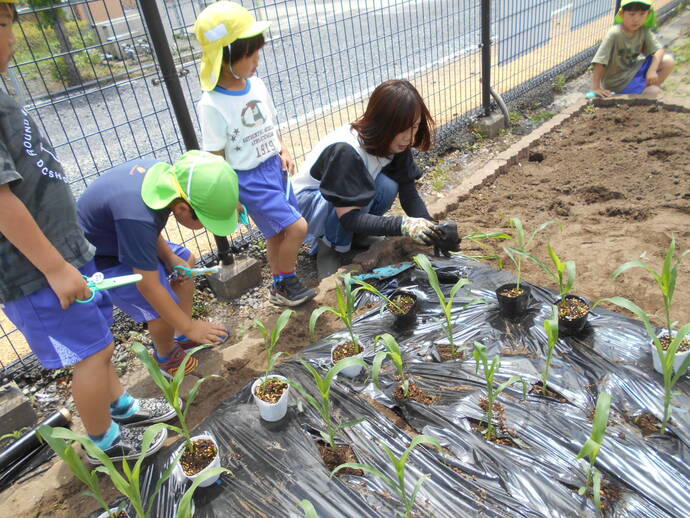 トウモロコシの苗を植える園児と先生