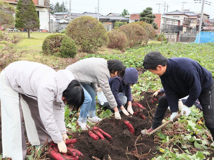 （写真）農場で芋ほり