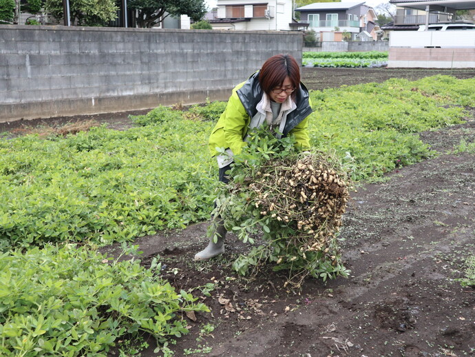 （写真）農場で落花生収穫