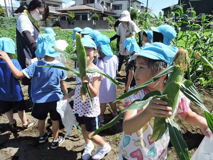 トウモロコシを収穫する写真2枚目