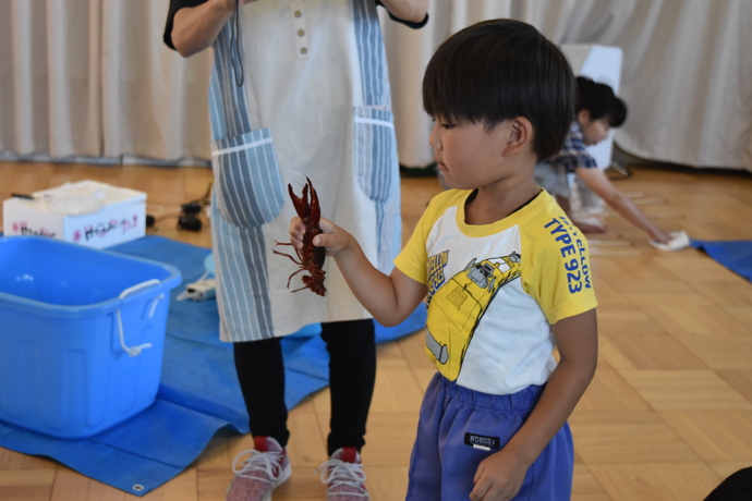 大きなザリガニを掴む園児