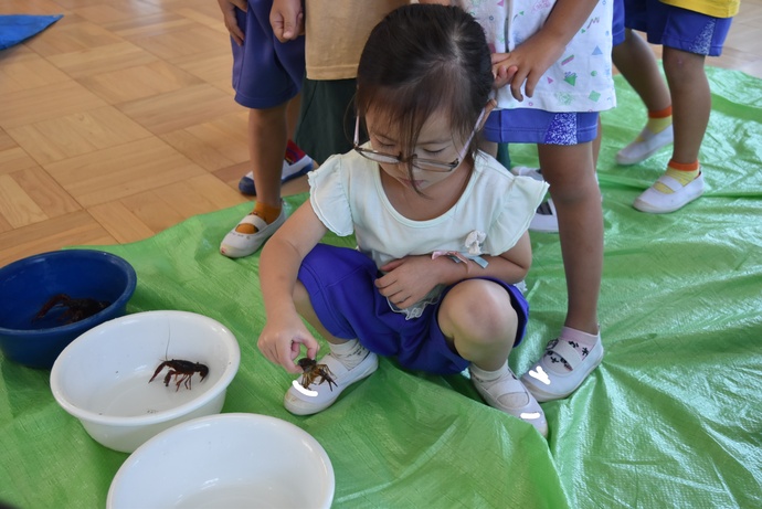 ザリガニを持つ園児