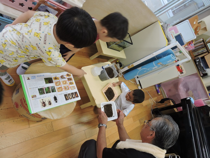 カブトムシの幼虫の観察をする写真