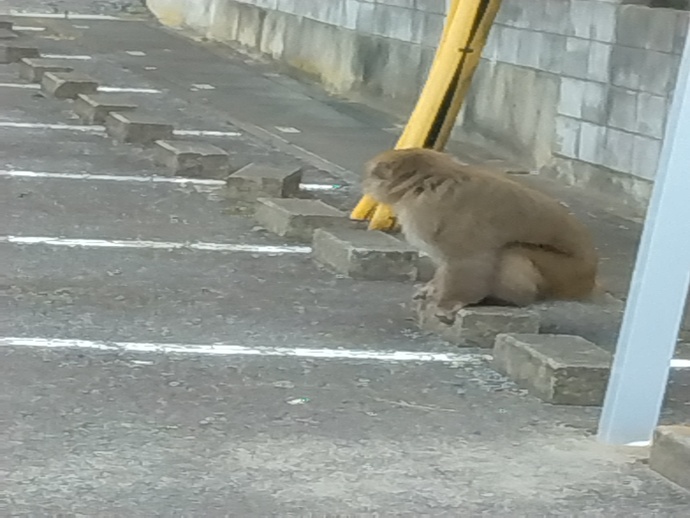 華蔵院駐車場で目撃されたサル（市民提供）