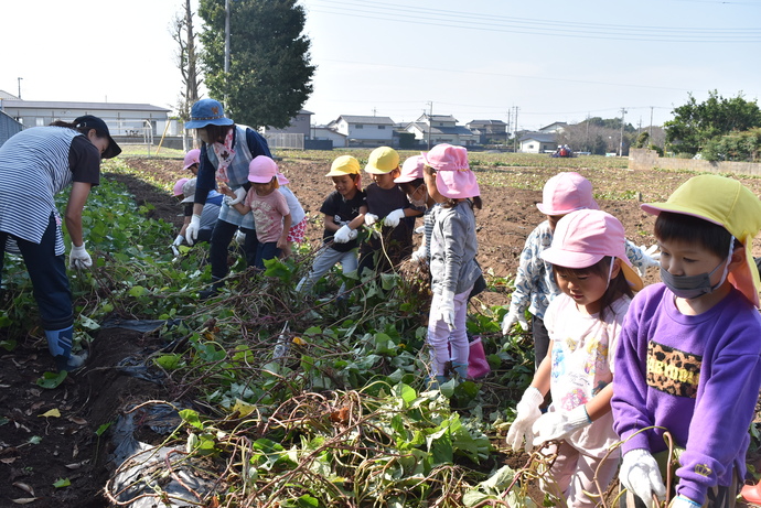 芋のツルを引っ張る子ども達