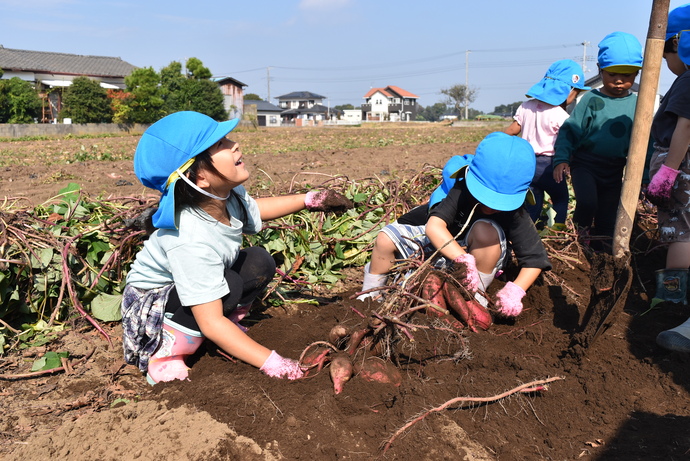 さつまいもを見つけて喜ぶ園児