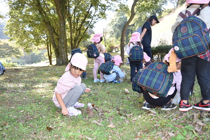 ドングリを拾う園児たち