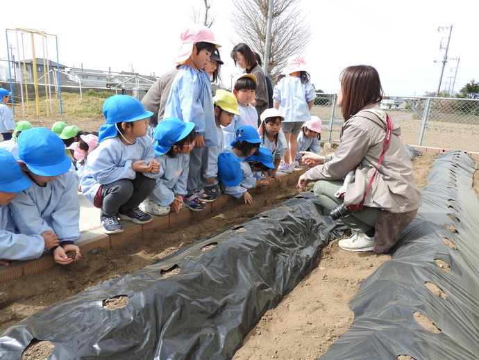 じゃがいも畑で先生の話を聞いている園児たち