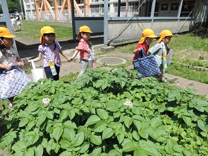 写真：図書館の帰りにジャガイモ畑の様子を見ている園児