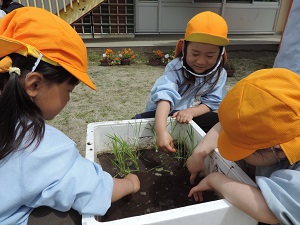 写真：発泡スチロールの箱に田植え