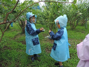 写真：ブルーベリー摘み