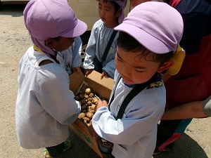 写真：ジャガイモ掘り