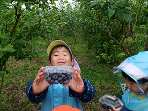 写真：ブルーベリー摘み