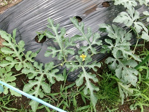 写真：夏野菜