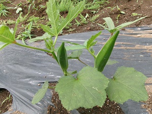 写真：夏野菜