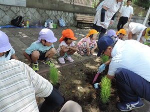 写真：コキア植樹