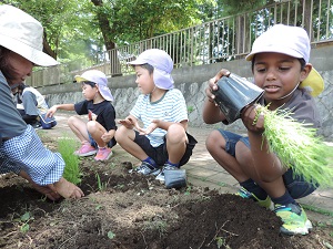 写真：コキア植樹