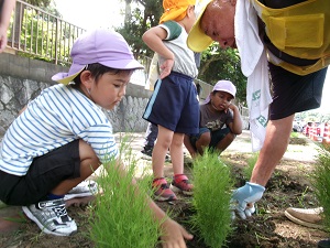 写真：コキア植樹