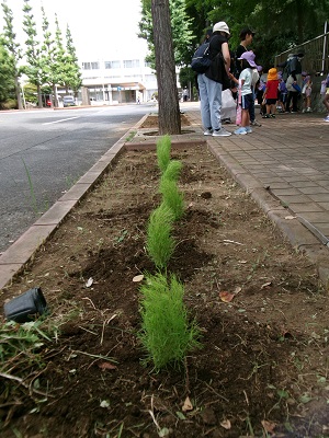 写真：コキア植樹