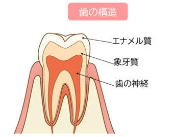 歯の構造