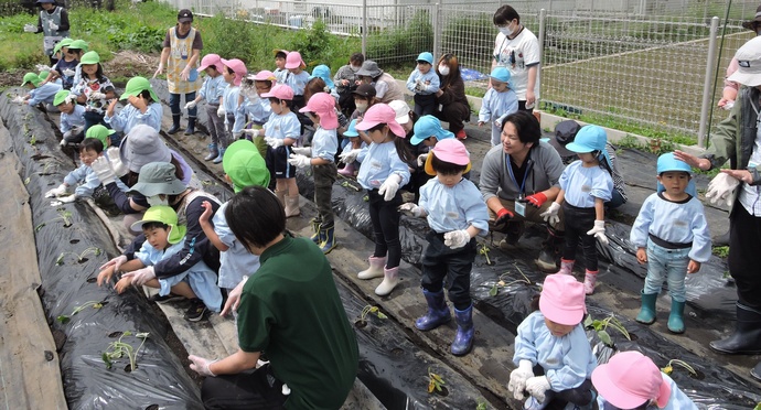 さつまいもの苗を植えている子ども達の写真