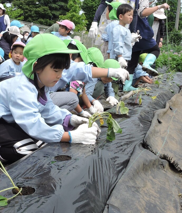 苗を植えている写真