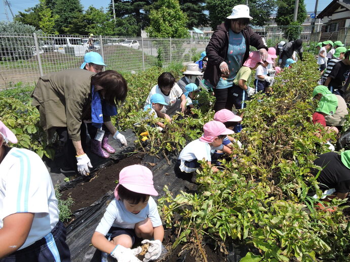 畑でじゃがいもを掘る園児の写真