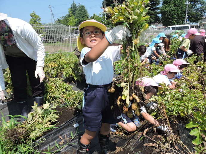 収穫したじゃがいもを持ち上げている園児の写真