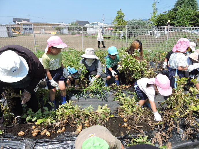 じゃがいも掘りに夢中の園児の写真