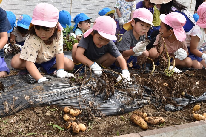 じゃがいもを掘る園児たち