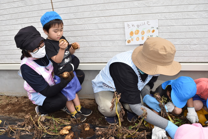 大きなじゃがいもを持つ園児