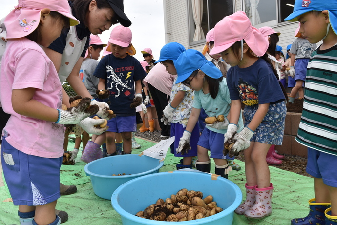 じゃがいもを分ける園児たち