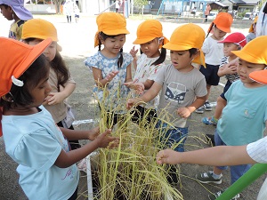 写真：稲刈り