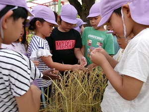 写真：稲刈り