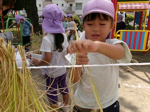 写真：稲刈り