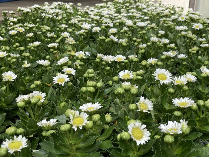 ハマギクの花の画像です