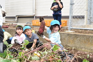 さつまいも掘る園児たち