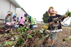 さつまいものツタを引っ張る園児たち