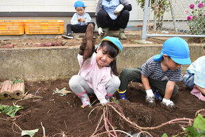 大きなさつまいもを見せる園児