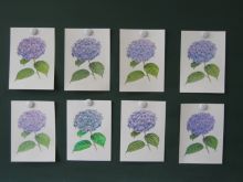 写真：受講者が仕上げたあじさいの塗り絵