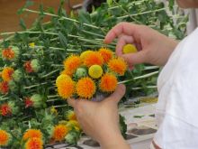 写真:土台に紅花を挿している様子