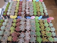 写真:花材のセダム系多肉植物