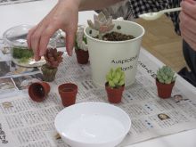 写真:6種類の多肉植物を鉢に植えている様子