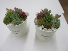 写真:完成した多肉植物の寄せ植え